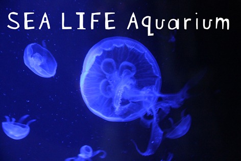 sea life
