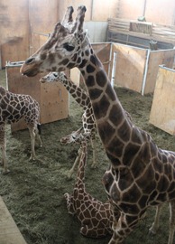 The Farm at Walnut Creek giraffe