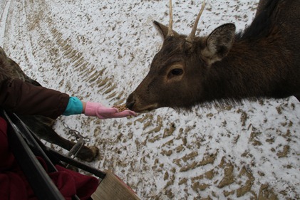The Farm at Walnut Creek deer