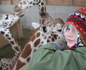 The Farm at Walnut Creek giraffe