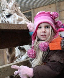 The Farm at Walnut Creek giraffe