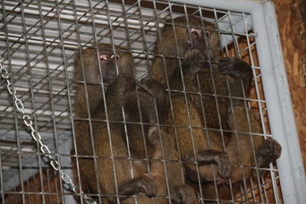 The Farm at Walnut Creek monkey