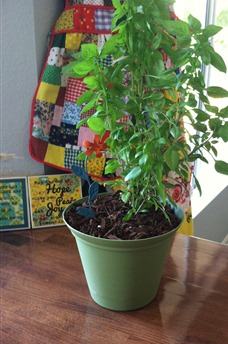 self watering pot