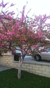 Japanese Blooming Peach tree 